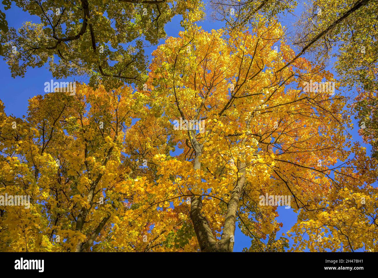 Herbst, Bäume, Wipfel, Rudolph-Wilde-Park, Schöneberg, Tempelhof-Schöneberg, Berlino, Germania Foto Stock