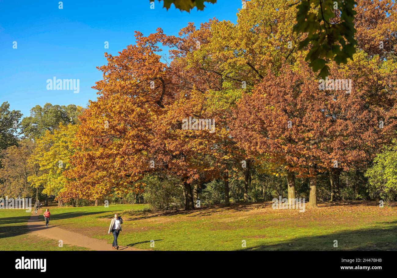 Herbst, Bäume, Rudolph-Wilde-Park, Schöneberg, Tempelhof-Schöneberg, Berlino, Germania Foto Stock