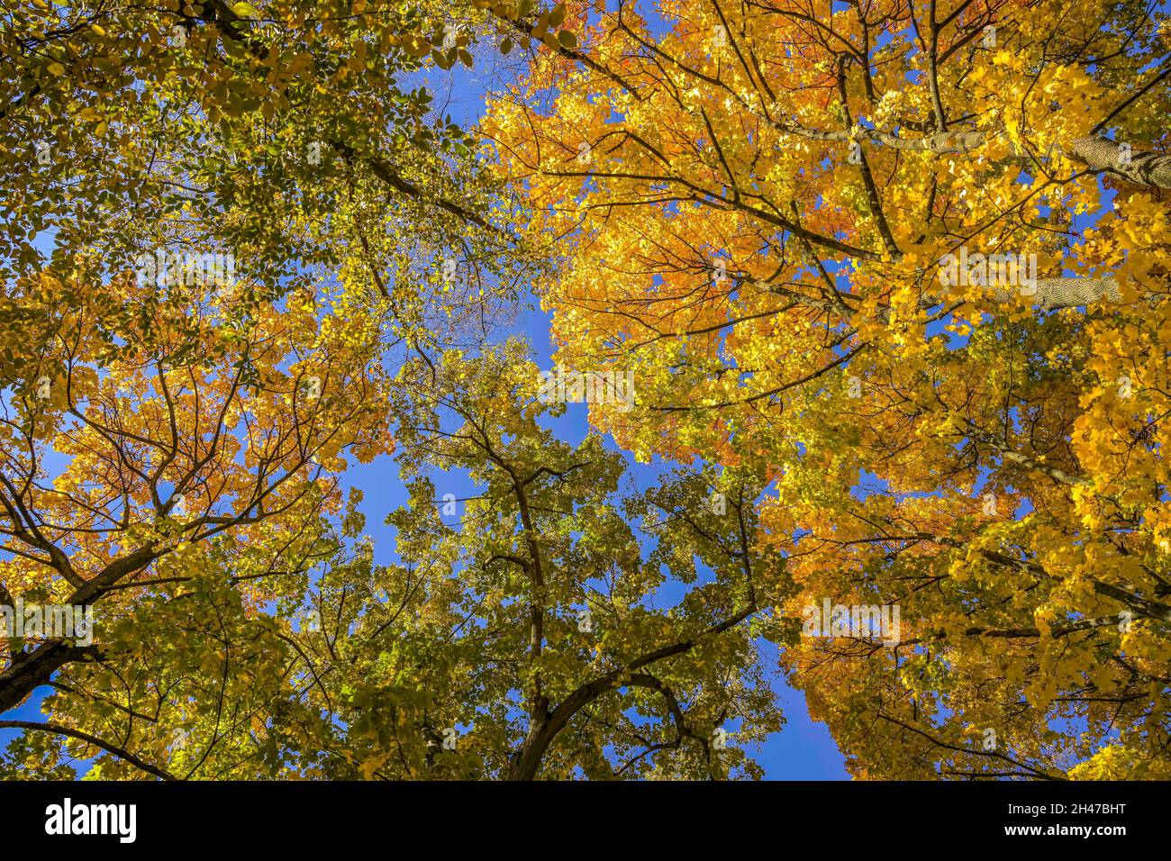 Herbst, Bäume, Wipfel, Rudolph-Wilde-Park, Schöneberg, Tempelhof-Schöneberg, Berlino, Germania Foto Stock
