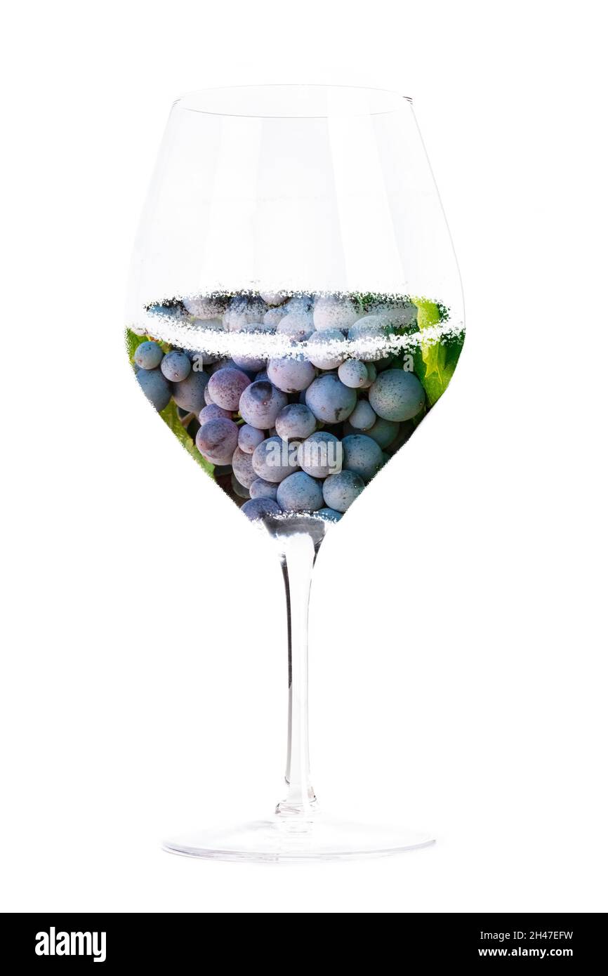 Concetto di vino. Vigneto in collage di vetro, isolato su sfondo bianco. Uva da vino rosso, porpora, in un elegante vitigno Foto Stock