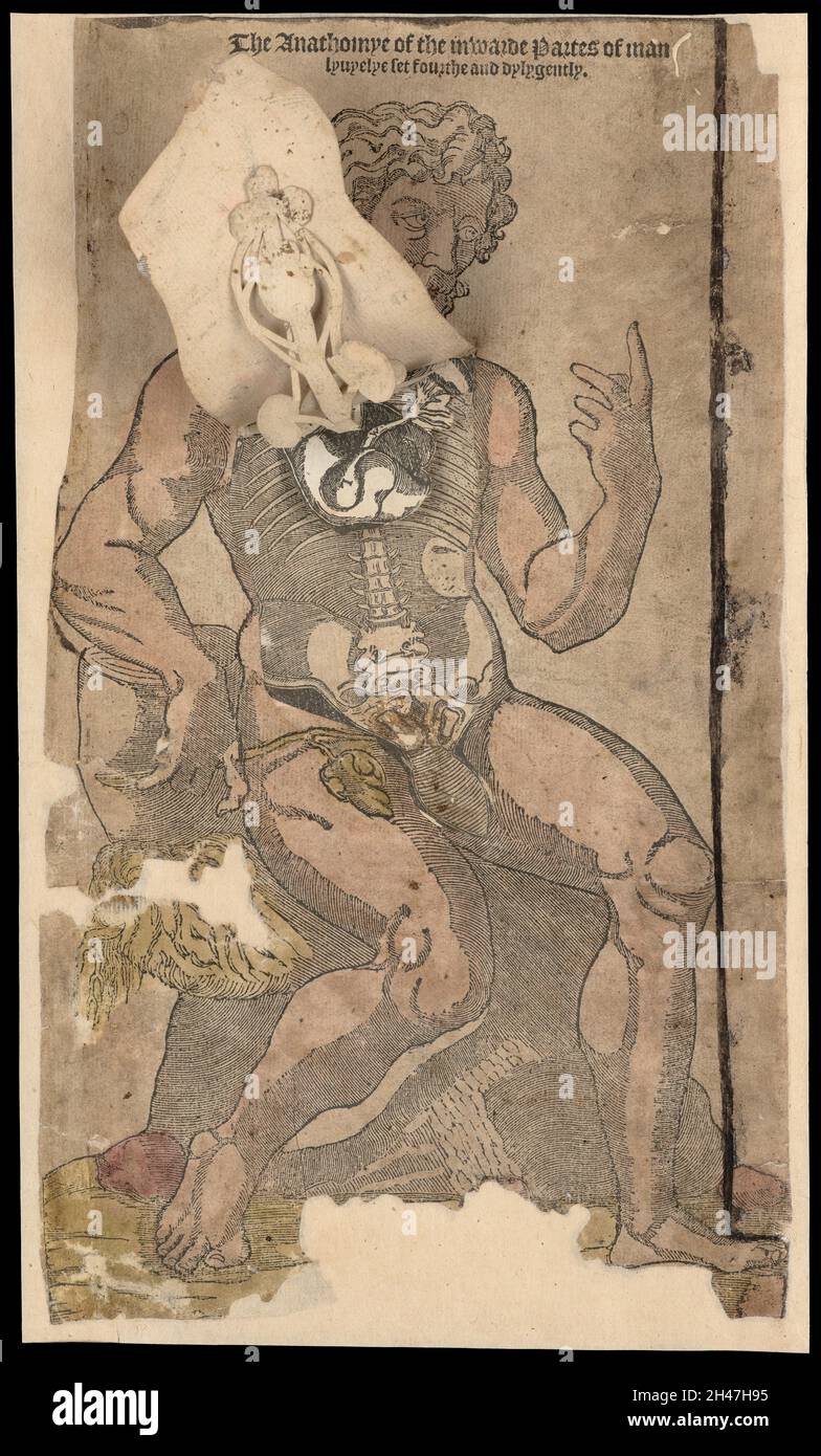 Fogli anatomici fuggitivi Foto Stock