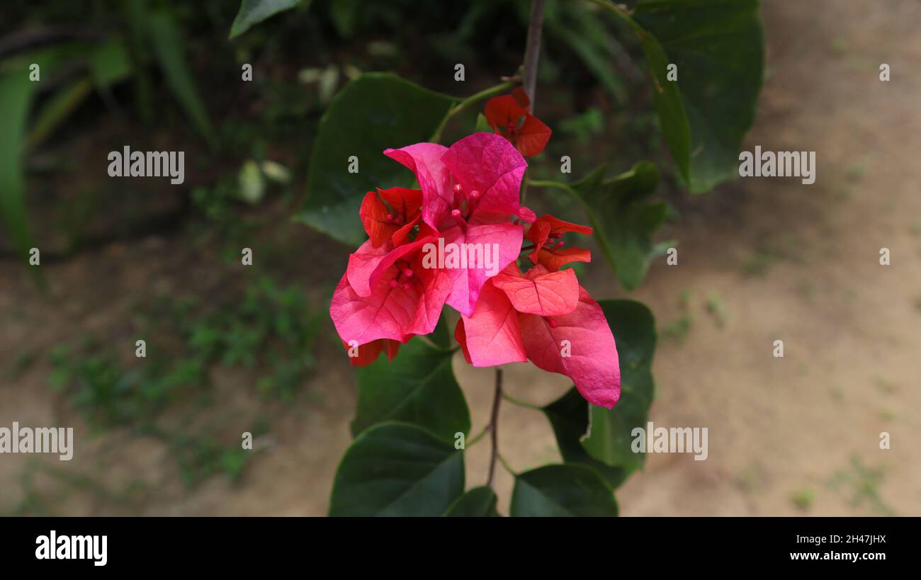 Primo piano di un fiore rosa bougainvillea cluster nel giardino Foto Stock