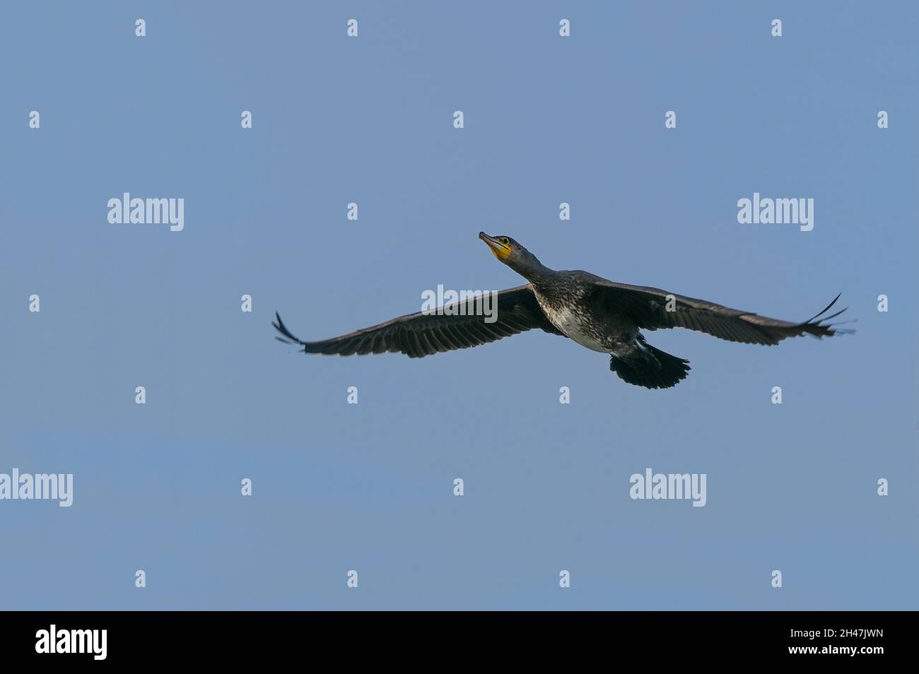Volando grande cormorano uccello (Phalacrocorax carbo), il nero sciabola si nutre di pesce catturato attraverso le immersioni, cielo blu con spazio copia, fuoco selezionato, mo Foto Stock