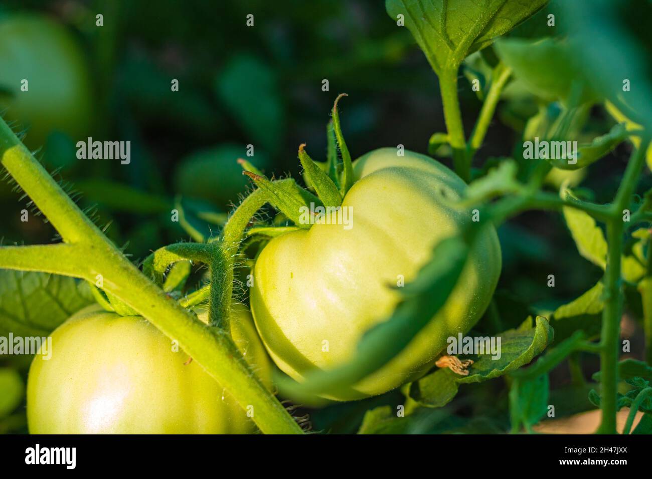 Pomodori verdi sul ramo. Alimenti vegani di fondo. Concetto di agricoltura. Agricoltura biologica background. Alimenti crudi. Foto Stock