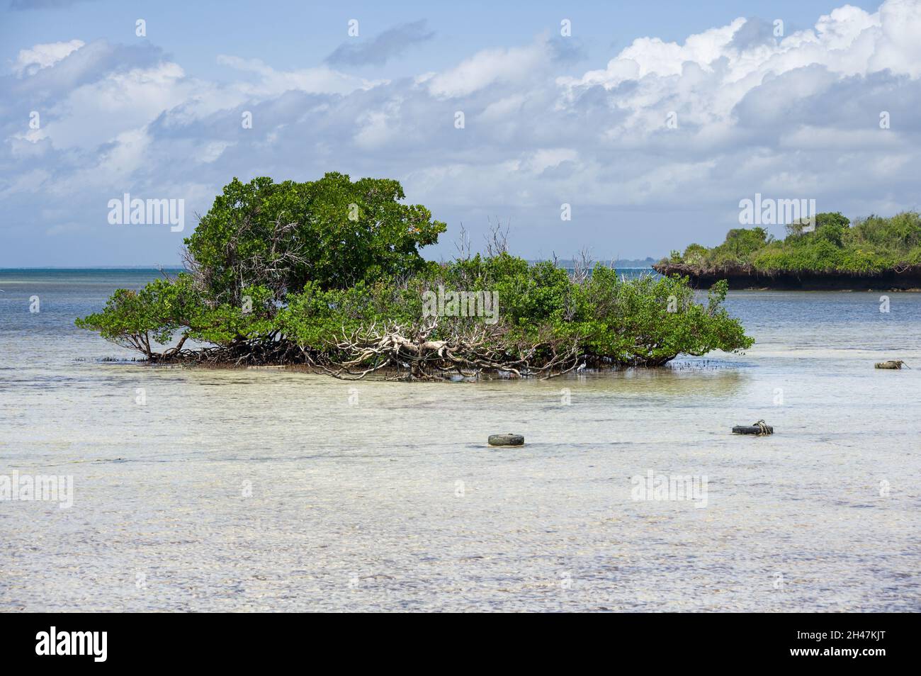 Alberi di mangrovie (Rhizophora mucronata) a bassa marea, Kenya, Africa orientale Foto Stock