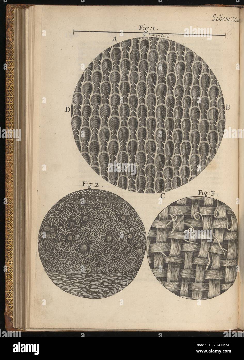 Incisione da Micrographia, 1665, di Robert Hooke. Foto Stock