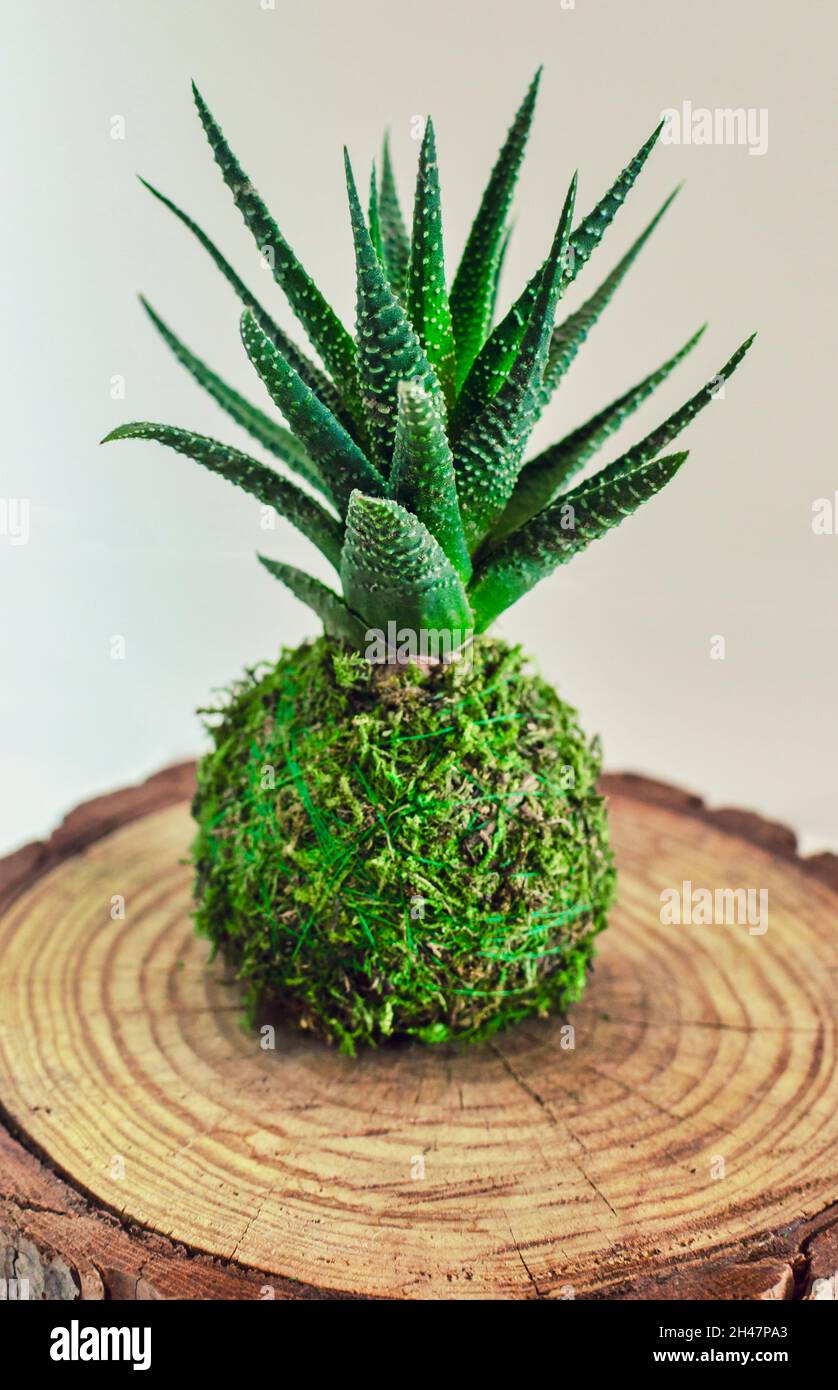 Kokedama di una pianta succulenta chiamata Horthia fasciata o pianta zebra Foto Stock