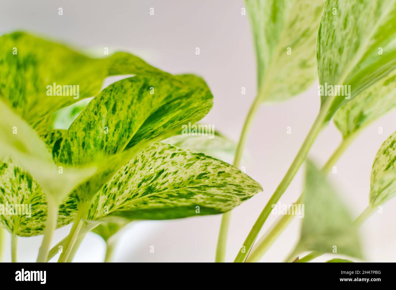 Primo piano di una variegata regina di marmo pothos chiamato anche la pianta di Ivy del diavolo Foto Stock