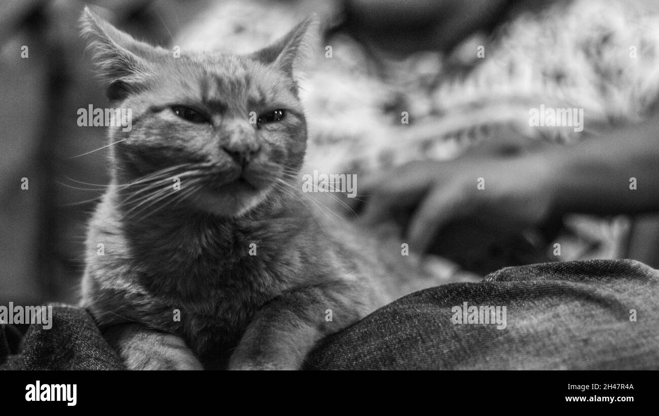 Scatto in scala di grigi di un gatto carino sul giro del proprietario Foto Stock