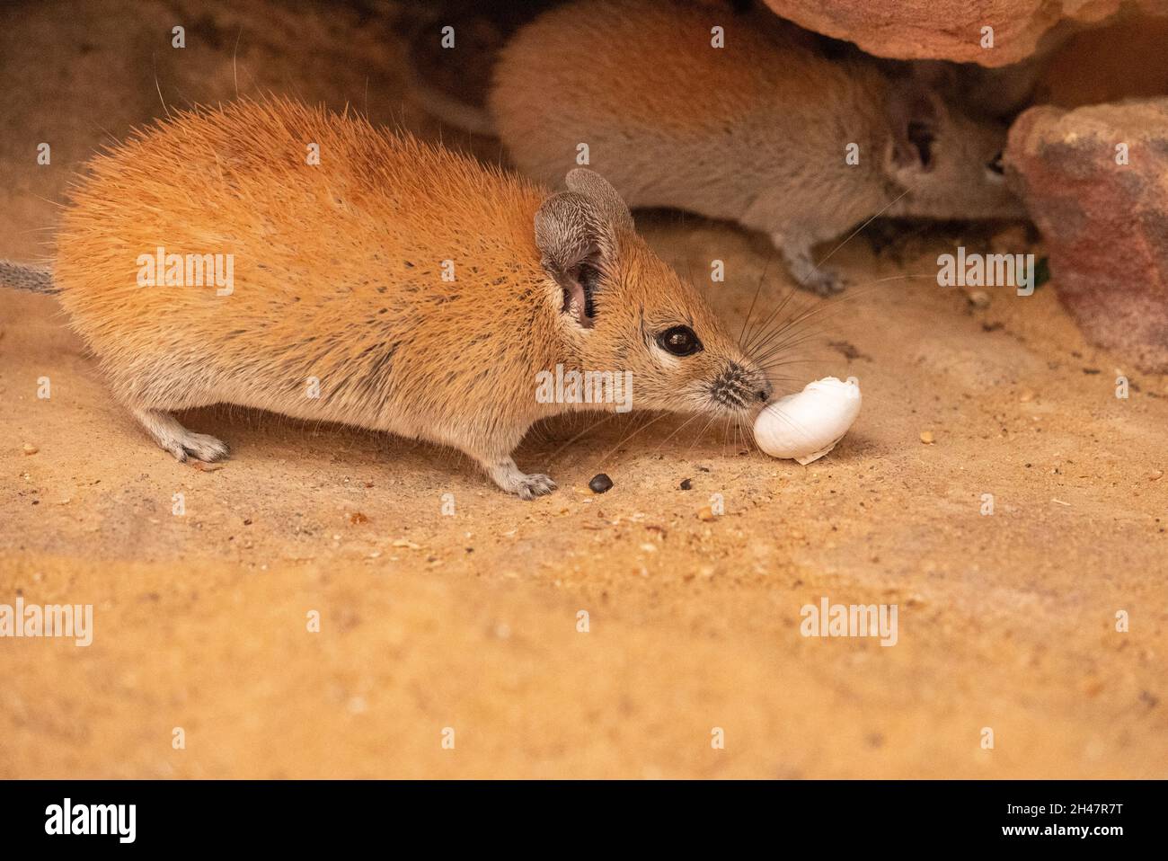 Il mouse dorato del Spiny (Russatus di Acomys) è onnivoro e si nutre sui semi, sulle piante del deserto, sulle lumache e sugli insetti. Vivendo in regioni desertiche, è un xerico Foto Stock