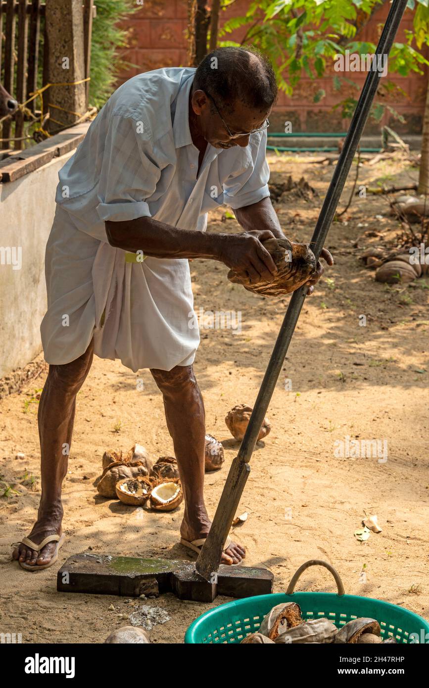 Un dipendente indiano che utilizza un lungo strumento per affettare, spaccare vecchie bucce di cocco prima di tagliarle in piccole fette presso la fattoria di Philipkutty, una vacanza di lusso Foto Stock