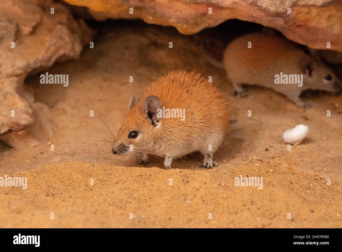 Il mouse dorato del Spiny (Russatus di Acomys) è onnivoro e si nutre sui semi, sulle piante del deserto, sulle lumache e sugli insetti. Vivendo in regioni desertiche, è un xerico Foto Stock