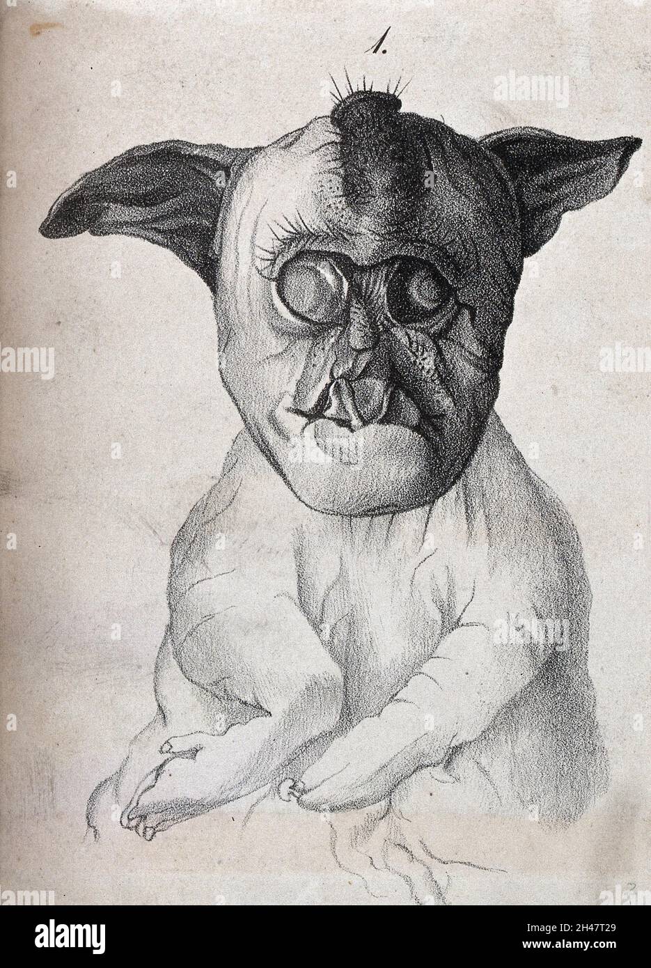 Cane con difetti congeniti. Litografia. Foto Stock