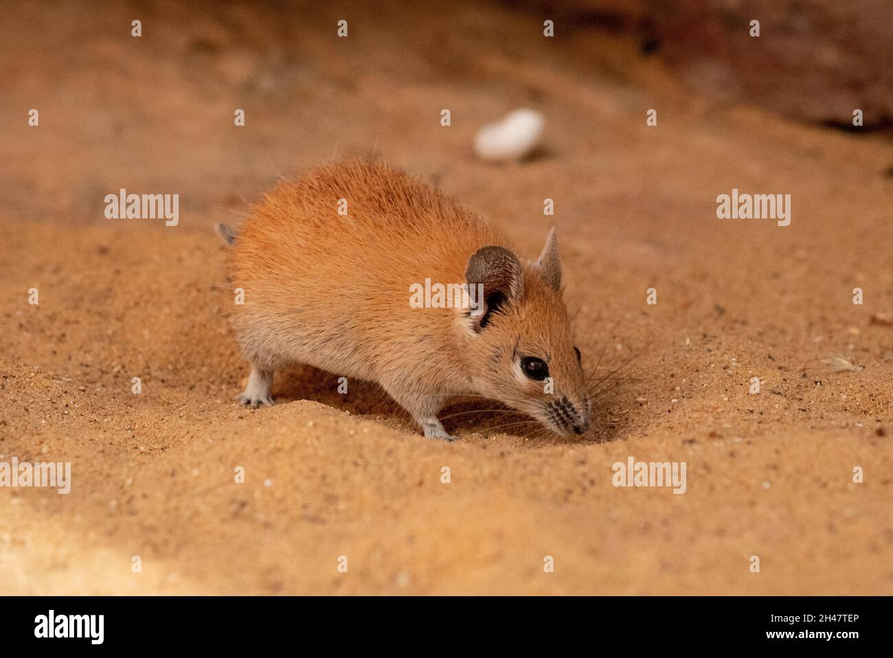 Il mouse dorato del Spiny (Russatus di Acomys) è onnivoro e si nutre sui semi, sulle piante del deserto, sulle lumache e sugli insetti. Vivendo in regioni desertiche, è un xerico Foto Stock