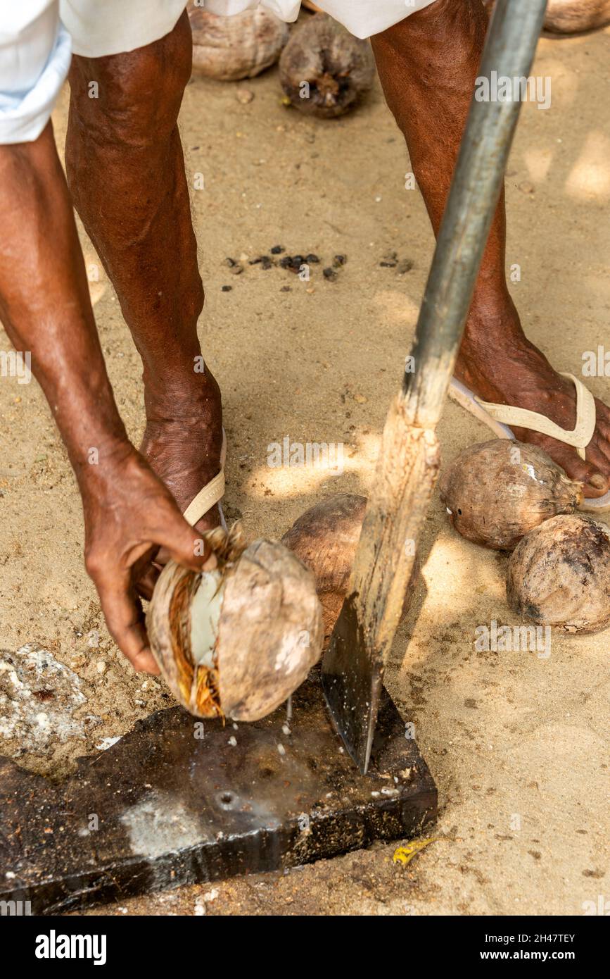 Un dipendente indiano che utilizza un lungo strumento per affettare, dividendo vecchie bucce di cocco prima di tagliarle in piccole fette presso la fattoria di Philipkutty, una vacanza di lusso re Foto Stock