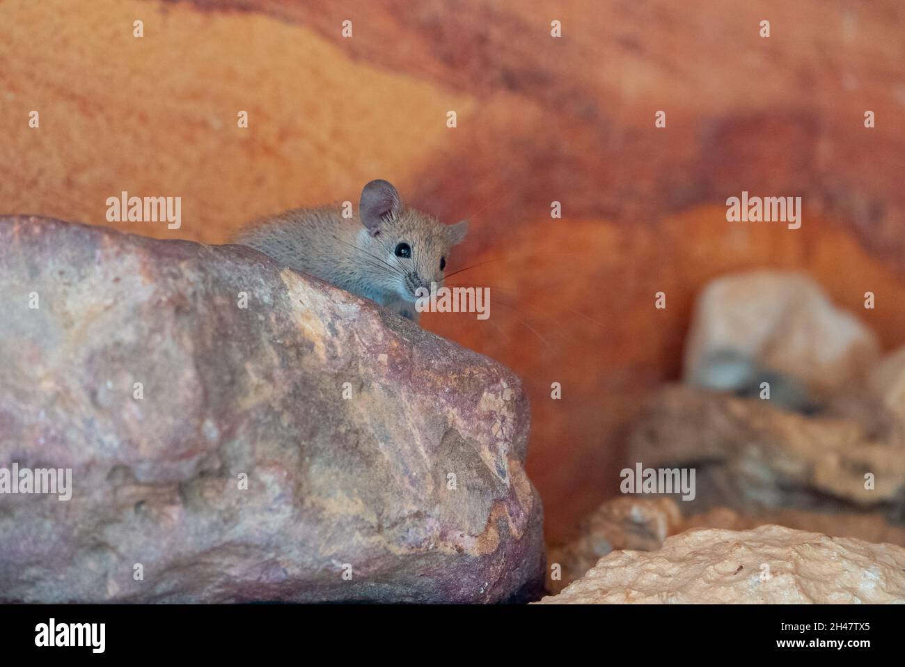 Il mouse dorato del Spiny (Russatus di Acomys) è onnivoro e si nutre sui semi, sulle piante del deserto, sulle lumache e sugli insetti. Vivendo in regioni desertiche, è un xerico Foto Stock