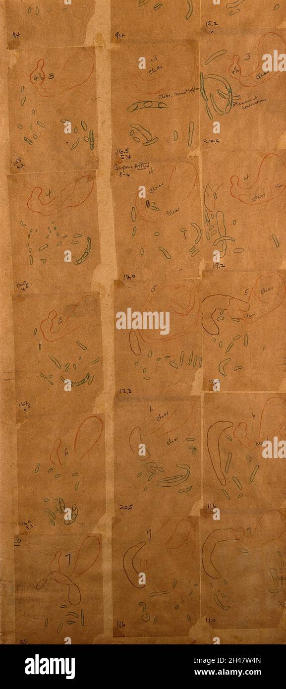 Tracce che mostrano il passaggio di cibo (grasso di maiale crudo) attraverso l'intestino tenue; metà superiore. Grafico di W.B. Cannone, 1901. Foto Stock