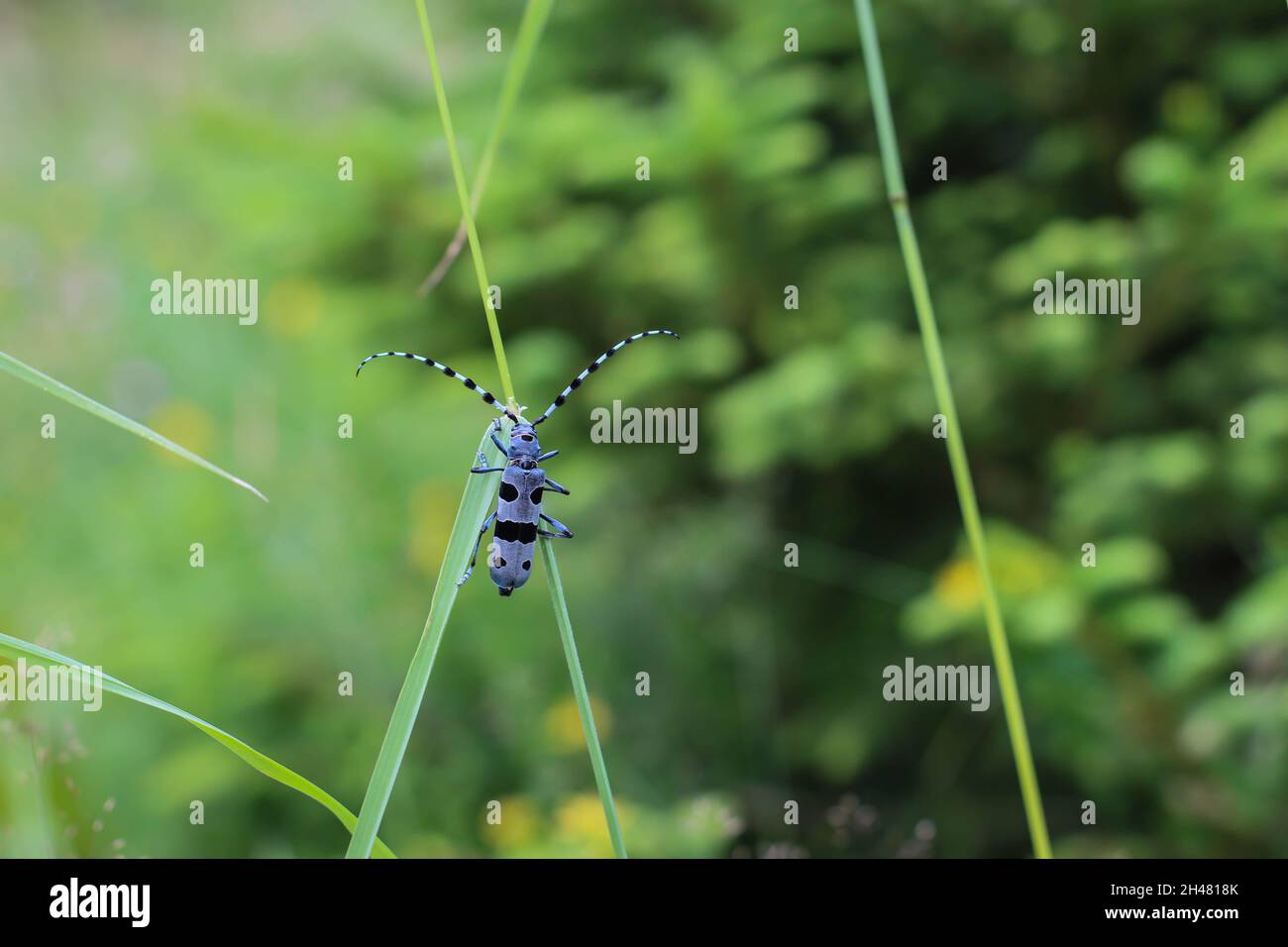 Coleottero alpino di longhorn, Rosalia alpina nel Parco Nazionale di Tara nella Serbia occidentale Foto Stock