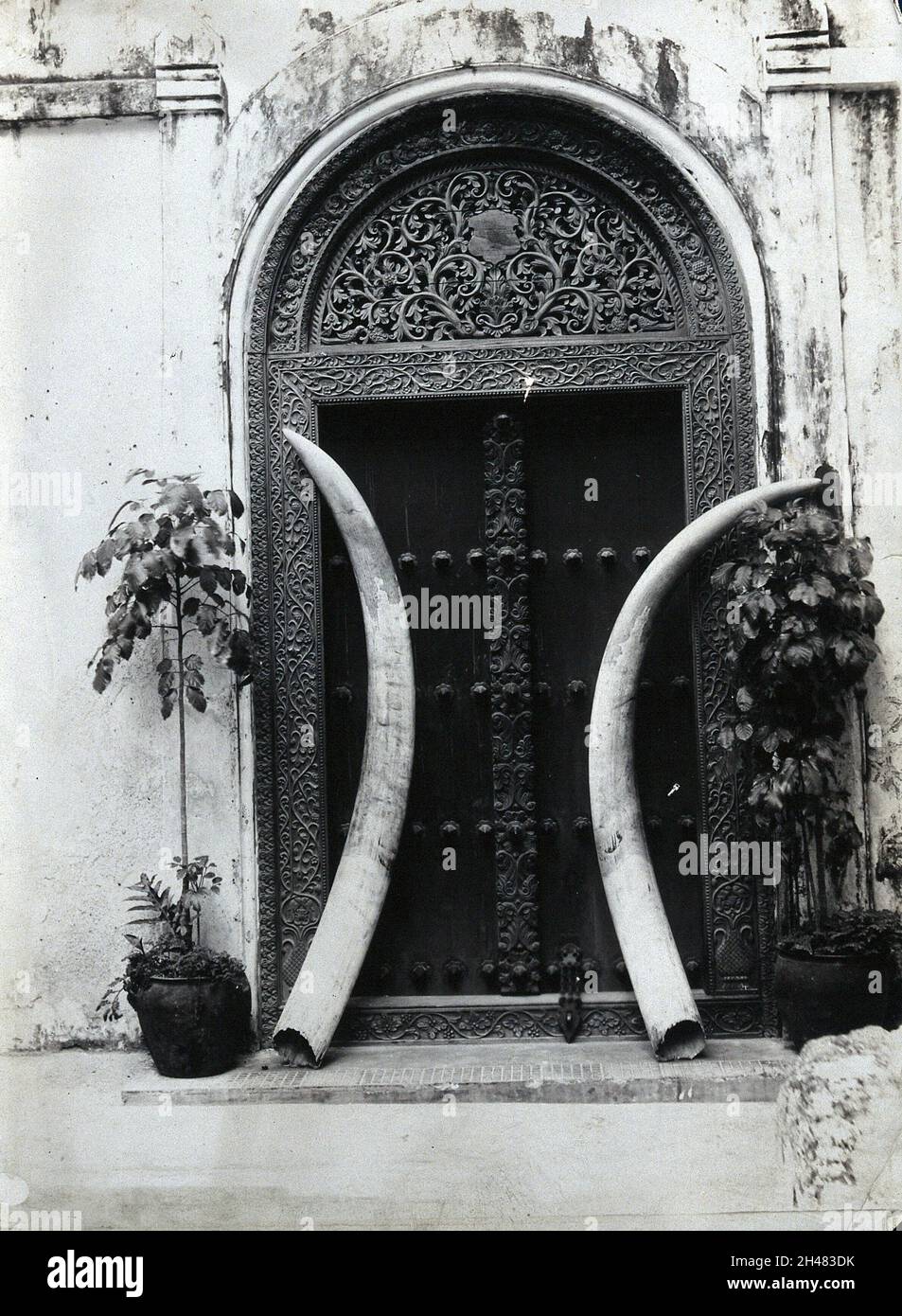 Un'ornata porta scolpita a Zanzibar, con un enorme paio di zanne di elefante appoggiate contro di essa. Foto Stock