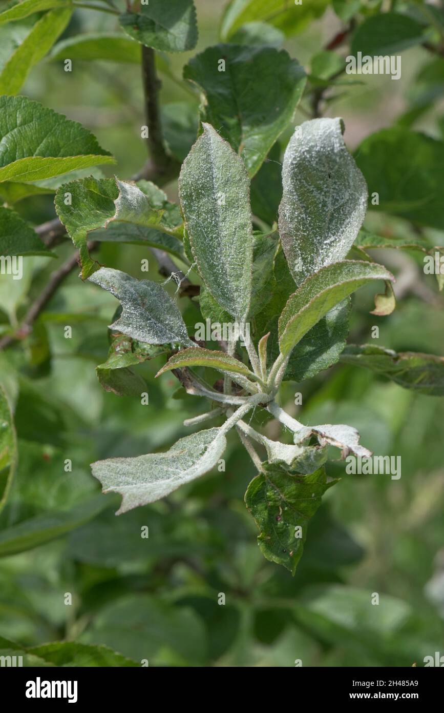 Primary powdery muffa ( Podosphiera leucotricha) bianco micelio e spore su nuovo melo crescita, Berkshire, giugno Foto Stock