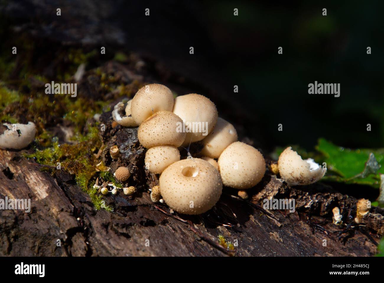 Primo piano di palla a forma di pera, chiamata anche Apioperdon piryforme Foto Stock