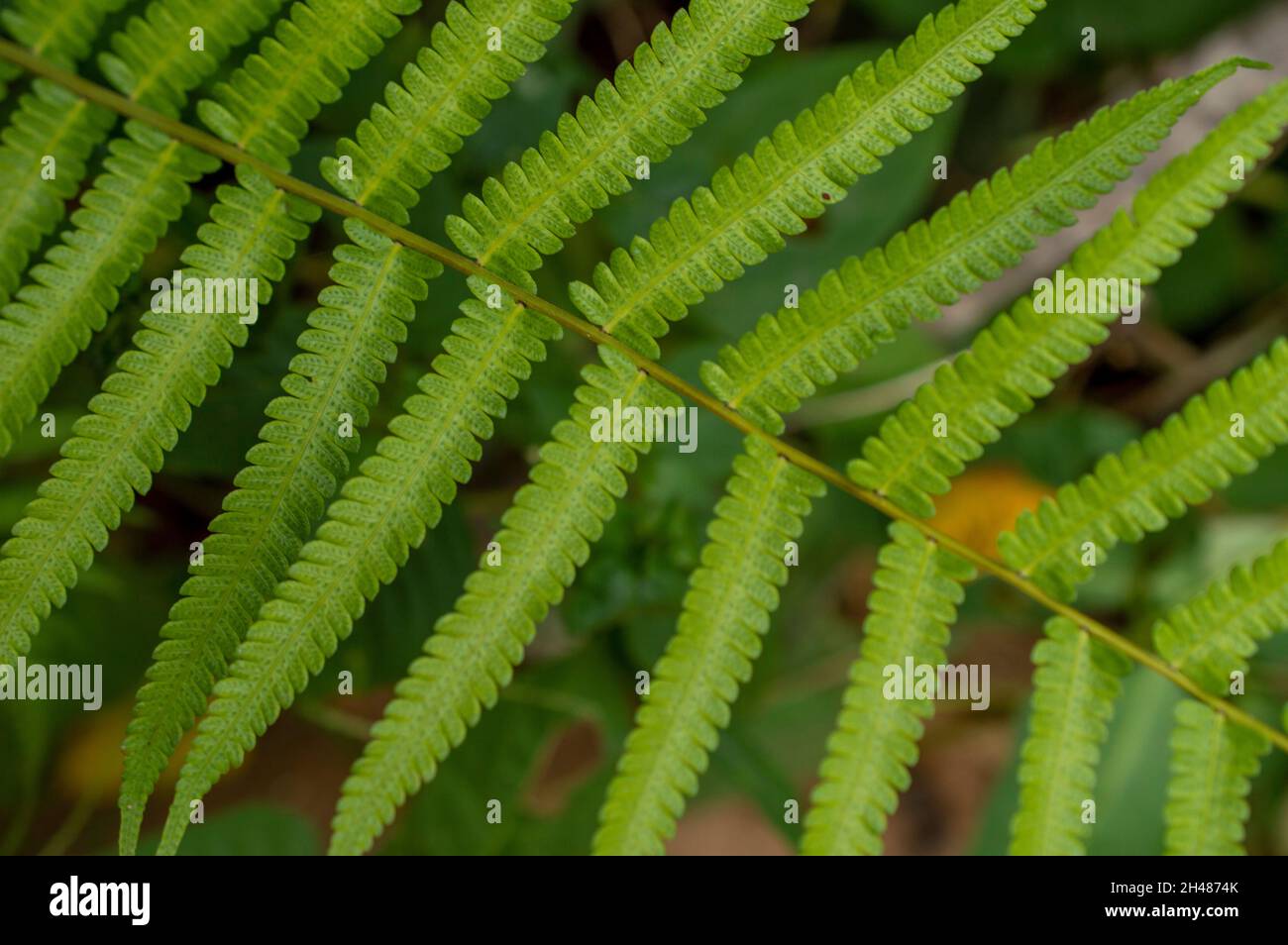 Una felce è un membro di un gruppo di piante vascolari che si riproducono attraverso le spore e non hanno né semi né fiori. Qui è una parte di una pianta verde di felce Foto Stock