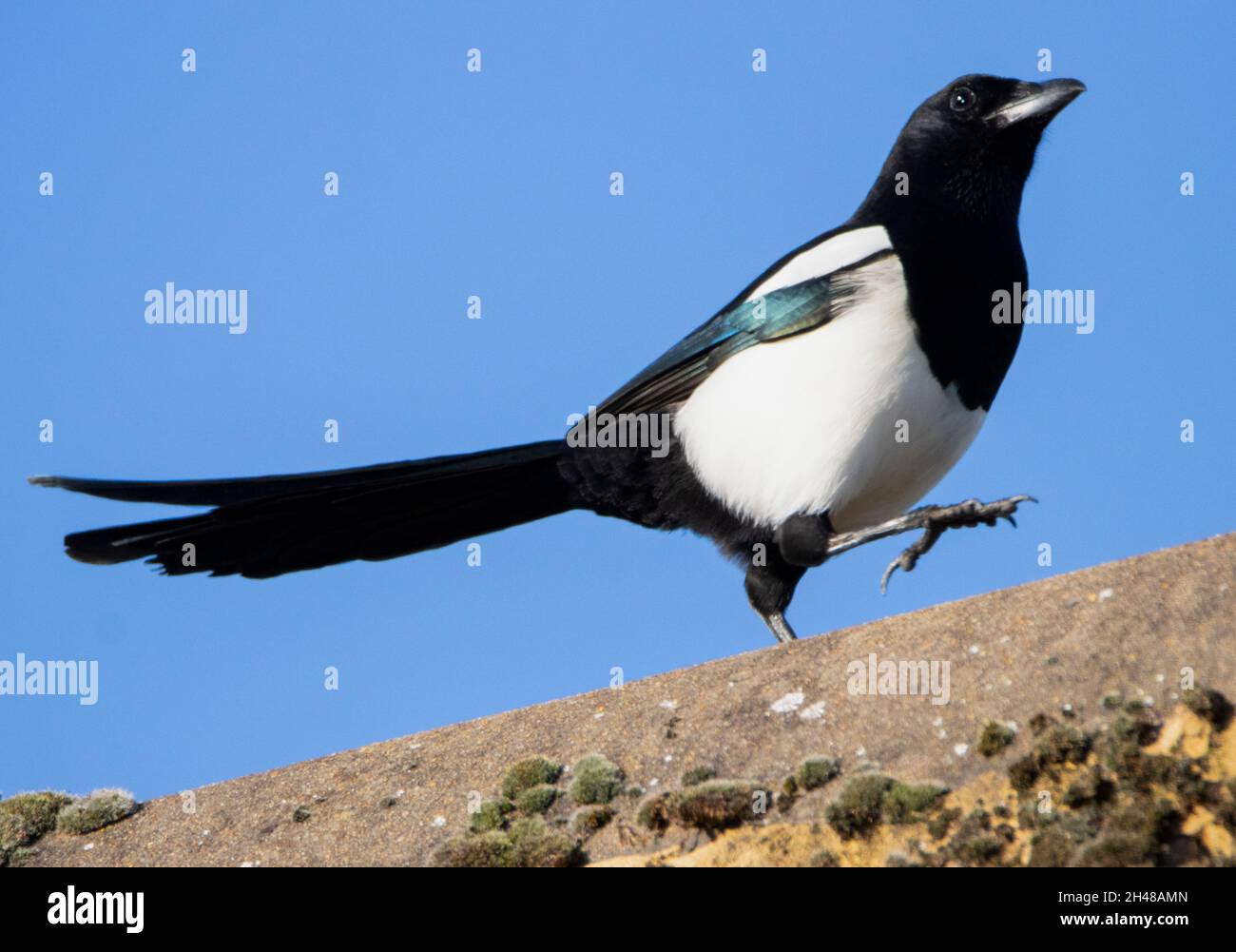 Magpie, camminando su un tetto di villaggio, Bedfordshire, Regno Unito Foto Stock