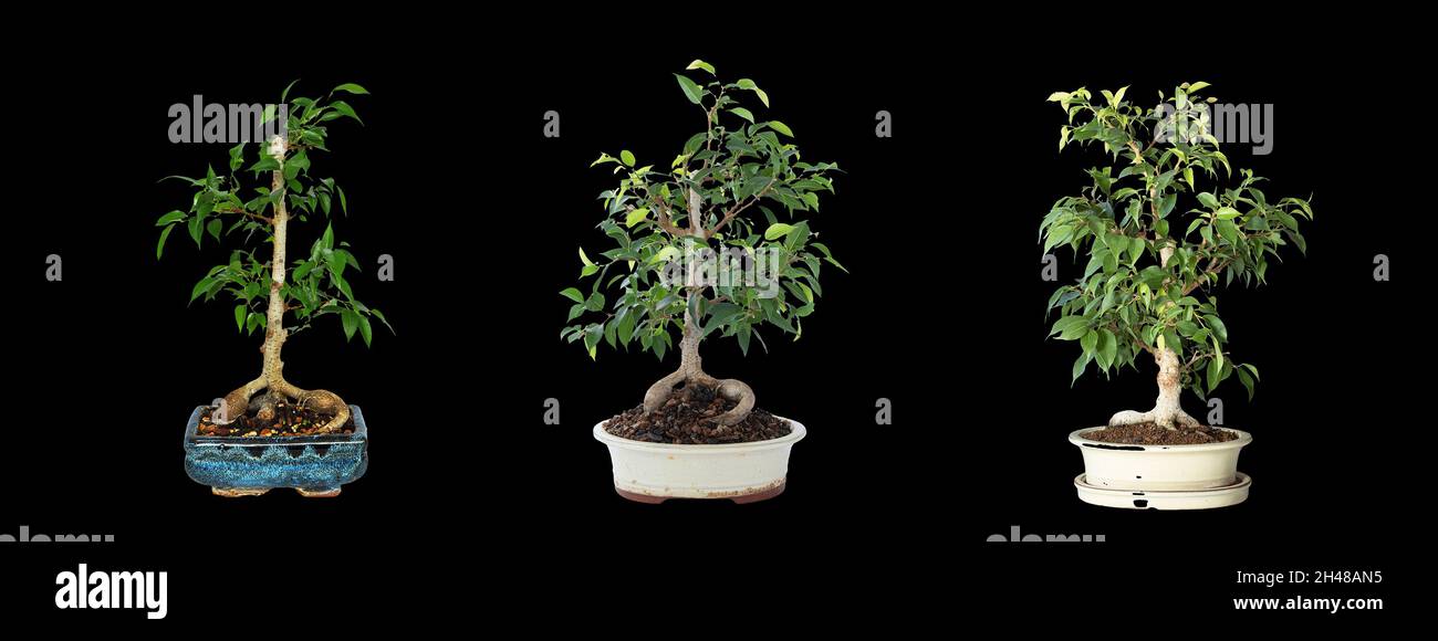 Ficus benjamina bonsai sviluppo in 2 anni, isolamento su sfondo scuro Foto Stock