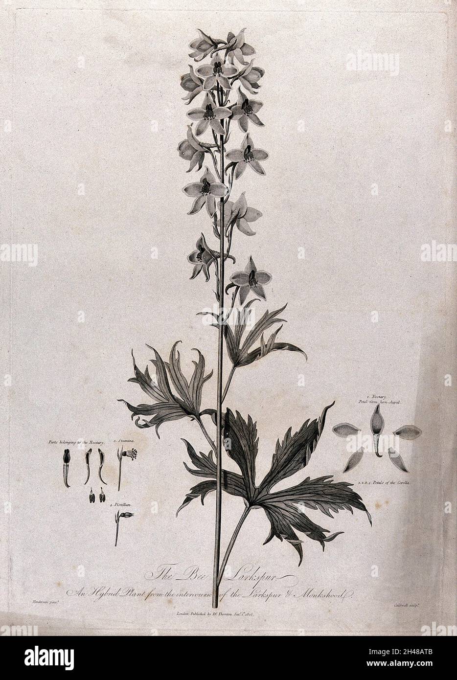 Ape Larkspur (Delphinium sp. Var.): Stelo da fiore con segmenti floreali separati etichettati. Incisione di J. Caldwall, 1805, dopo P. Henderson. Foto Stock