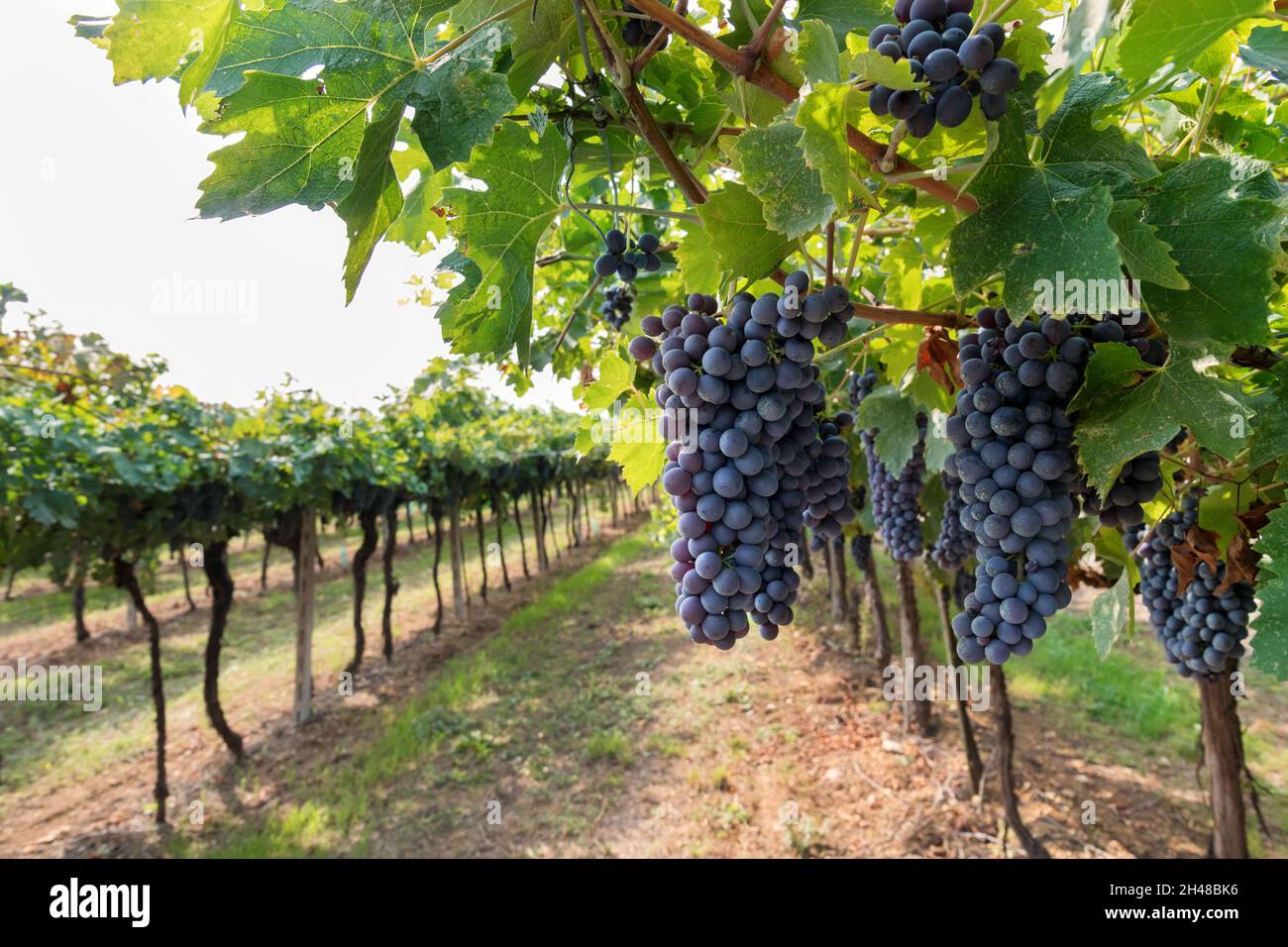 Grappoli di uve fresche mature appese ad albero con foglie verdi che crescono in vigneto tradizionale nelle giornate di sole in Toscana Foto Stock