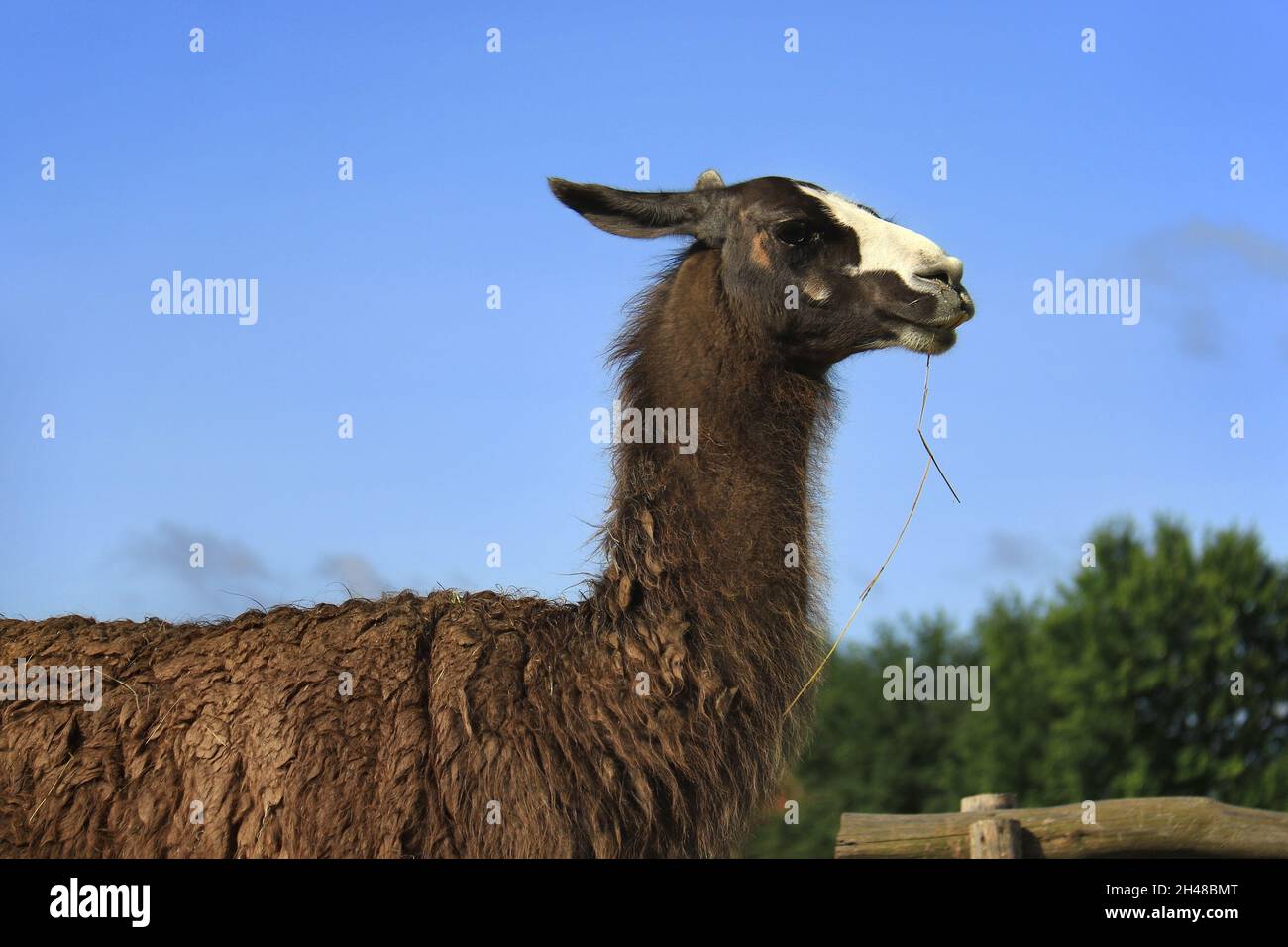Una Llama che si munga su erba secca che si agghiacciano al sole. Foto Stock