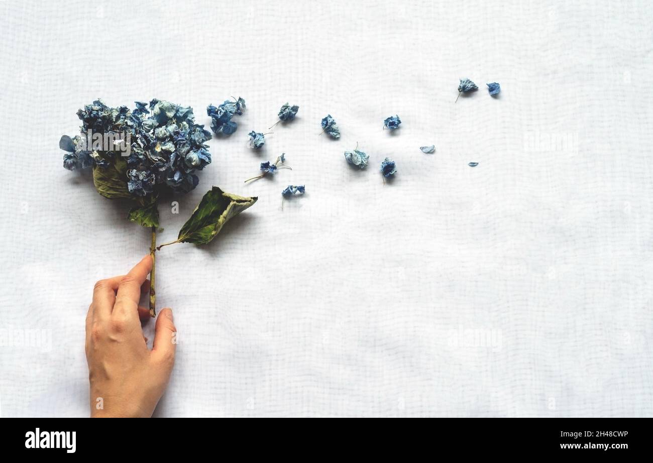 La mano di una donna tiene un bouquet di hydrangeas asciugate su uno sfondo bianco. Mockup con fiori secchi. Disposizione piatta Foto Stock