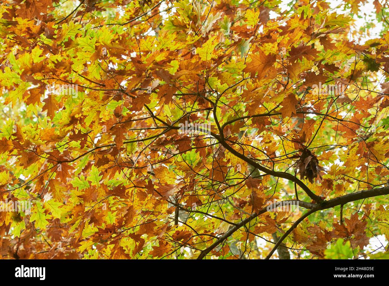 Ramo di albero deciduo con foglie autunnali colorate alla luce del sole. Foto Stock