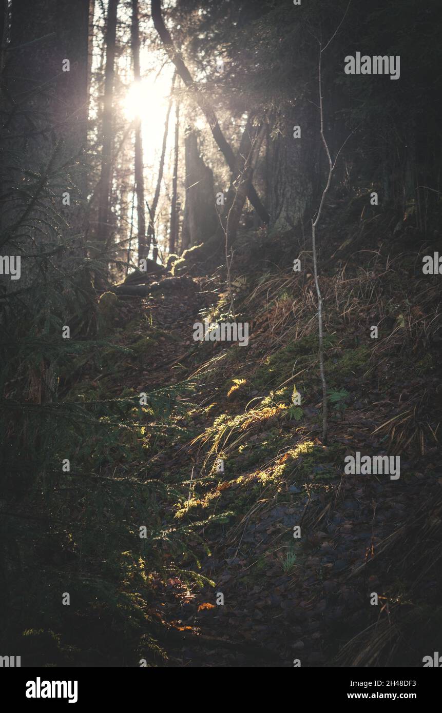 Il paesaggio della foresta mistica. Un percorso nella vecchia foresta illuminata dal sole. Mettere a fuoco il primo piano. Foto Stock