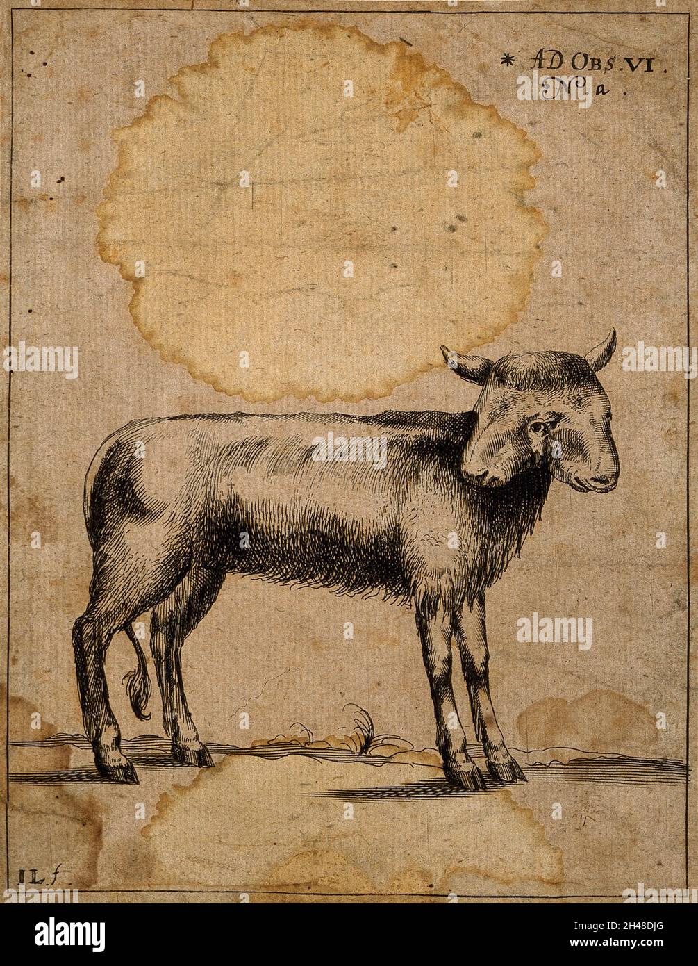 Un agnello con due teste. Incisione di I.L. Foto Stock