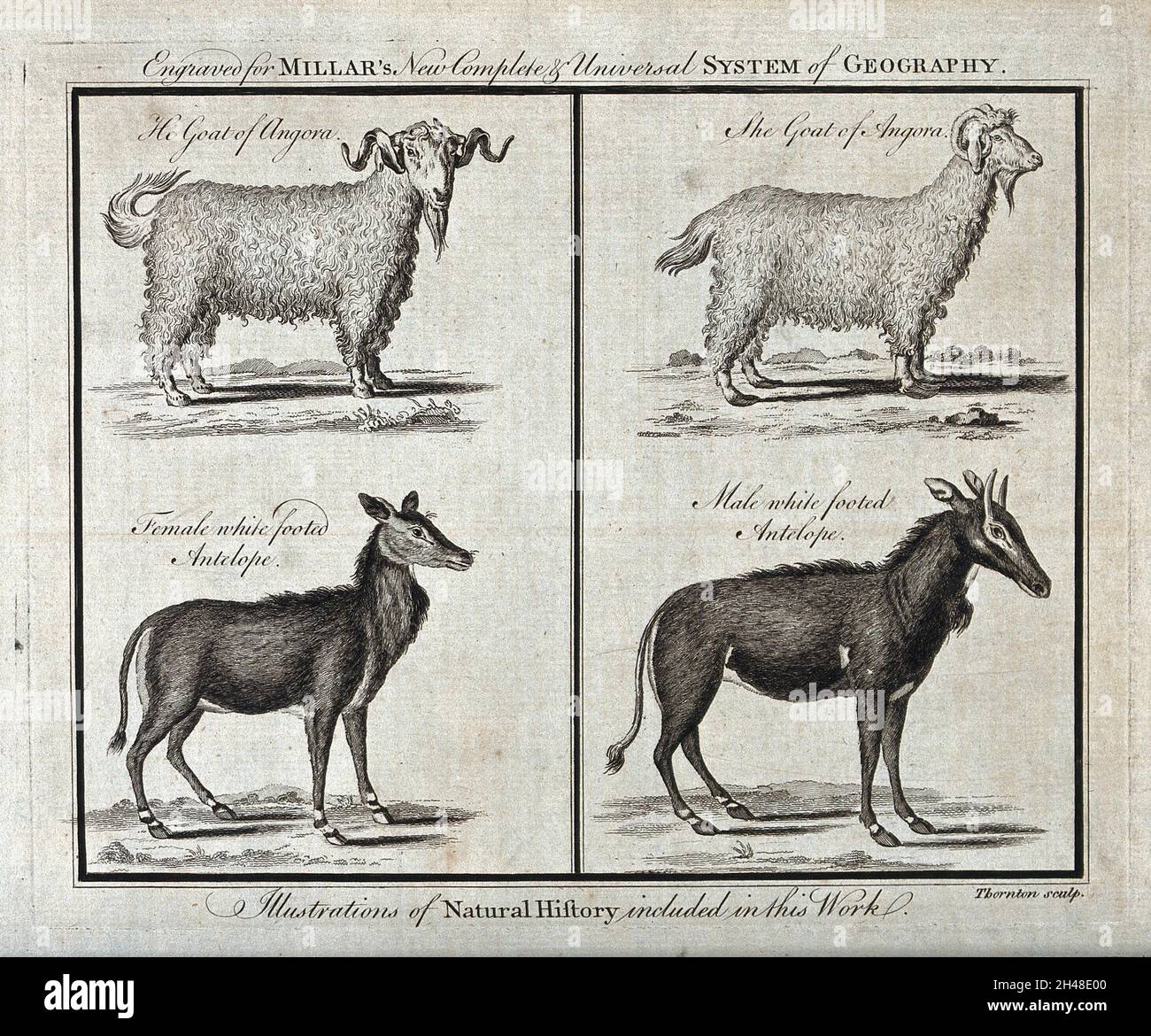 Capre angorane e antilopi bianchi. Acquaforte di T. Thornton. Foto Stock