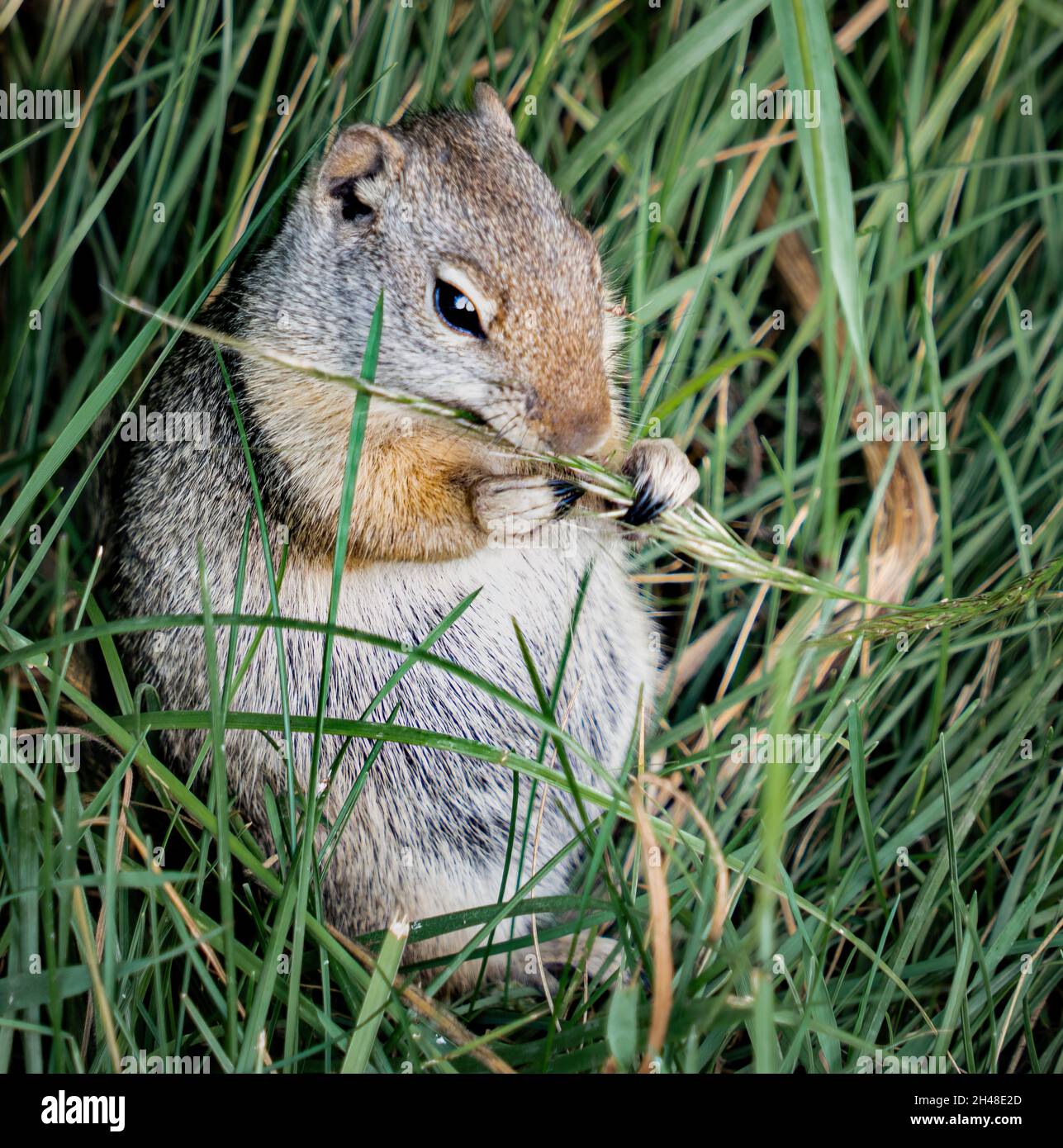 Primo piano di uno scoiattolo carino mungendo erba in un campo Foto Stock