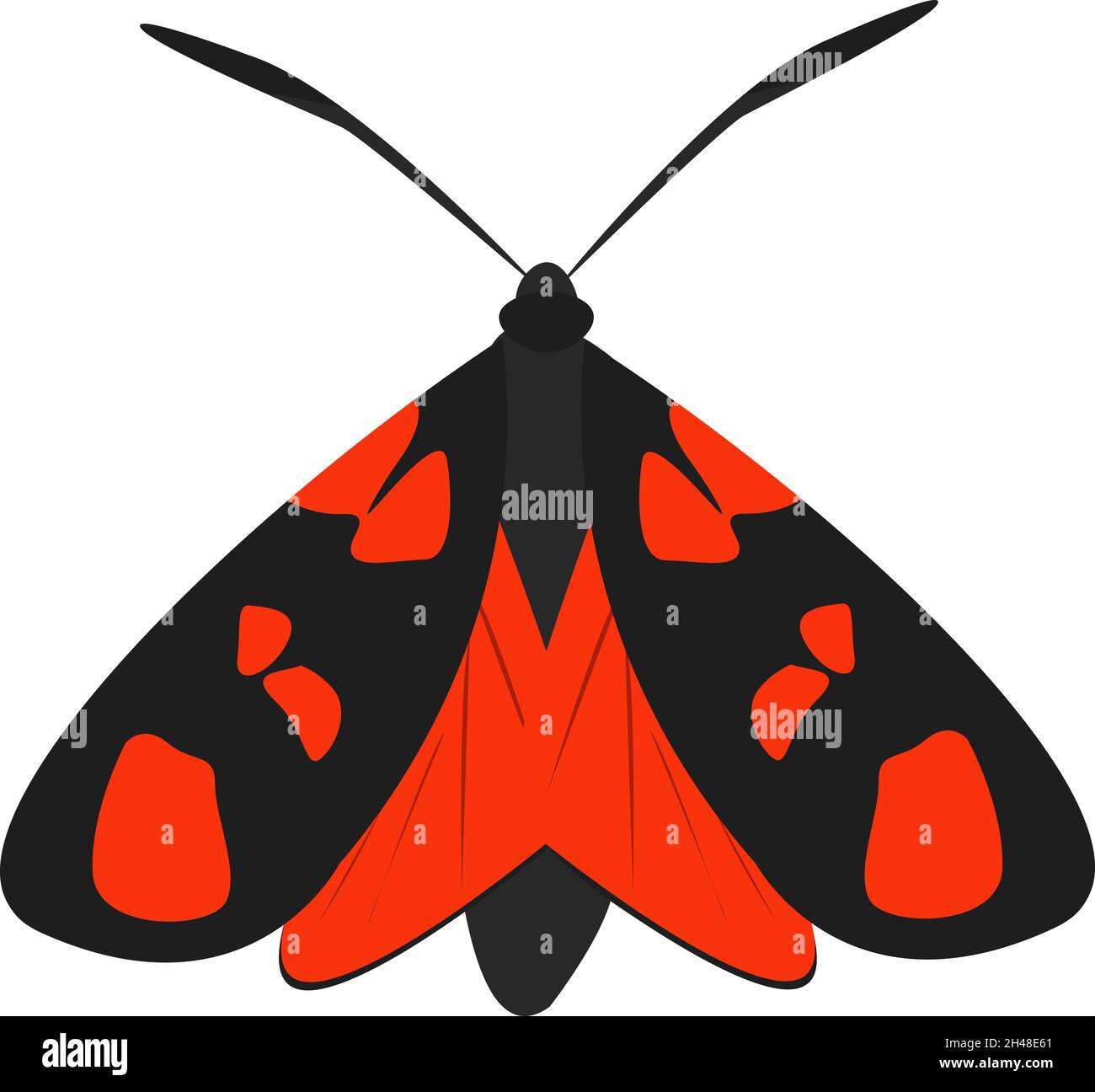 Burnett moth, illustrazione, vettore su sfondo bianco. Illustrazione Vettoriale