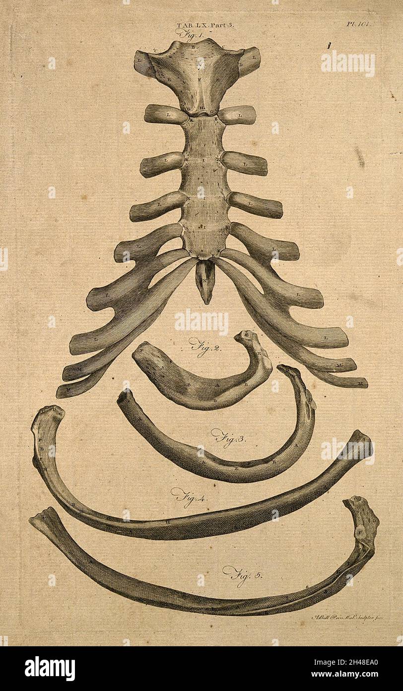 Sterno, cartilagine costale e costolette: Cinque figure. Incisione di linea di A. Bell, 1798. Foto Stock