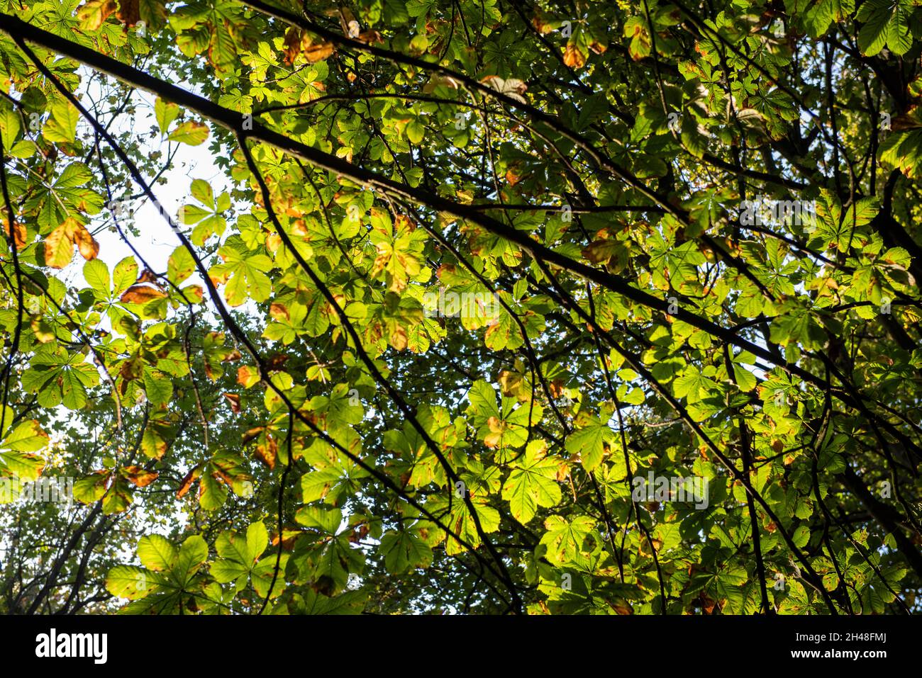 Autunno al Bestwood Country Park, Nottingham Nottinghamshire Inghilterra Regno Unito Foto Stock