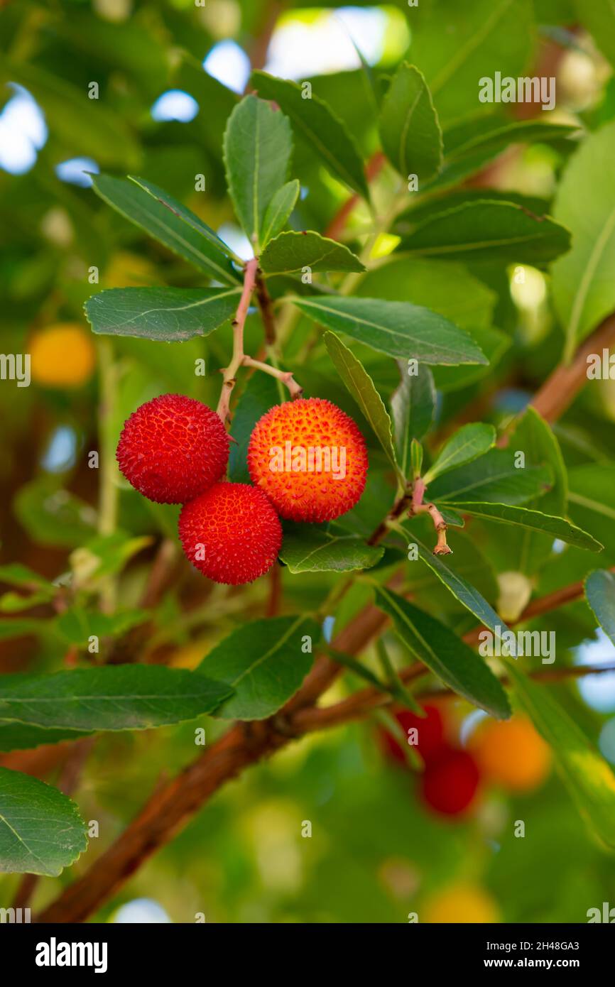 Frutti di Arbutus unedo in autunno. Detto anche arbutus o albero di fragola, questo albero produce piccole bacche rosse commestibili che assomigliano alle fragole Foto Stock