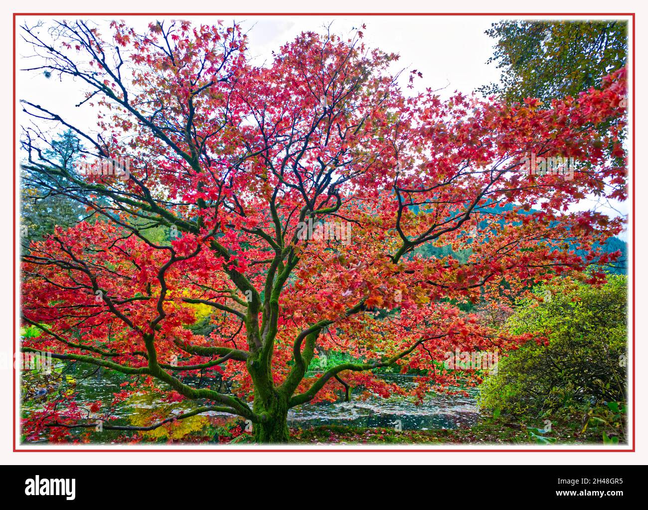 Benmore Botanic Garden Foto Stock