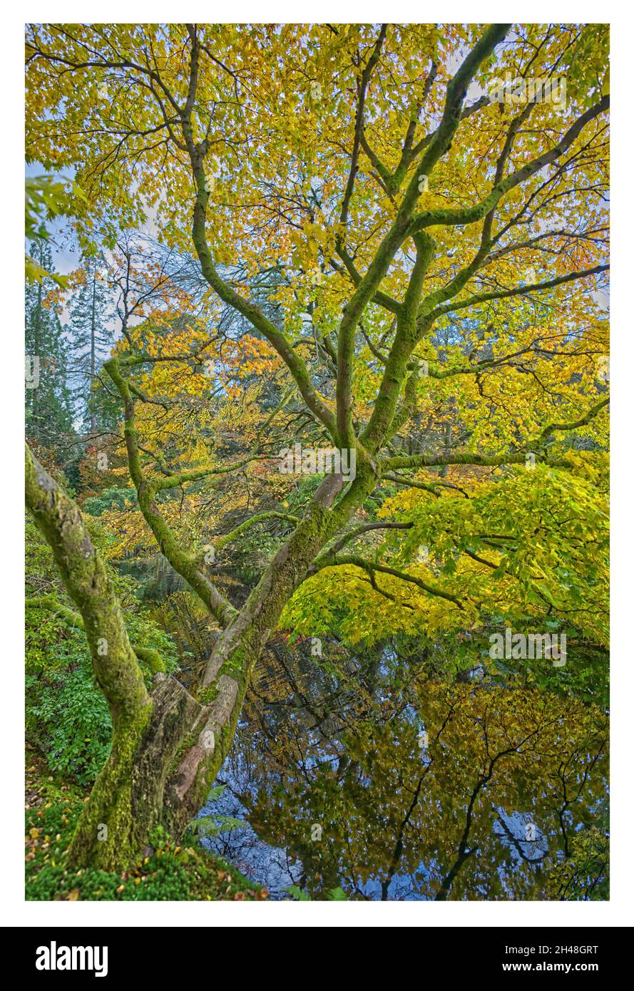 Benmore Botanic Garden Foto Stock