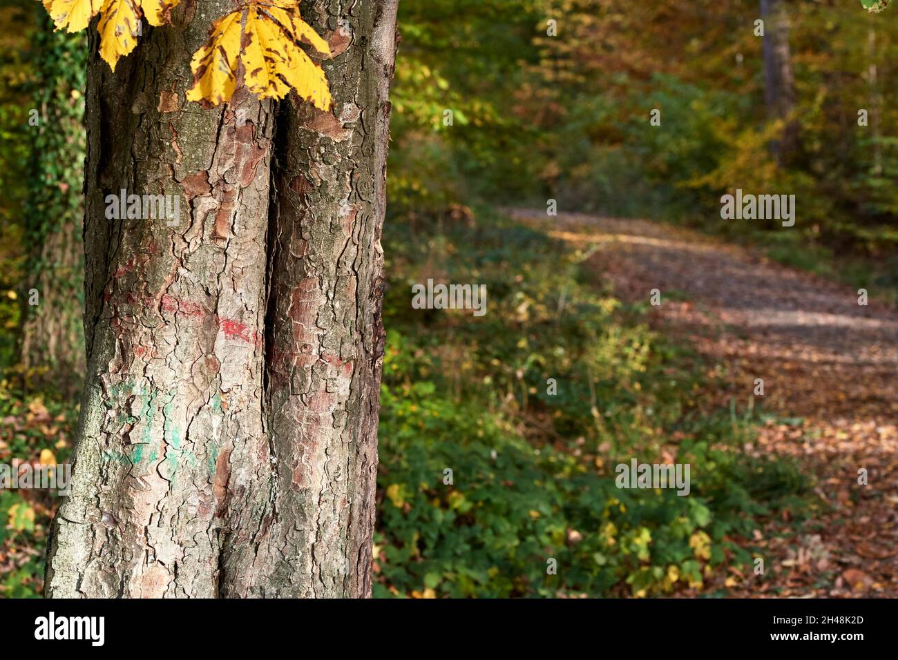 Autunno percorso forestale e tronco di albero con foglie gialle Foto Stock