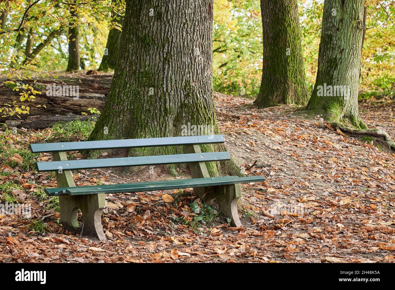 Panca parco in legno e foglie cadute in autunno foresta. Foto Stock