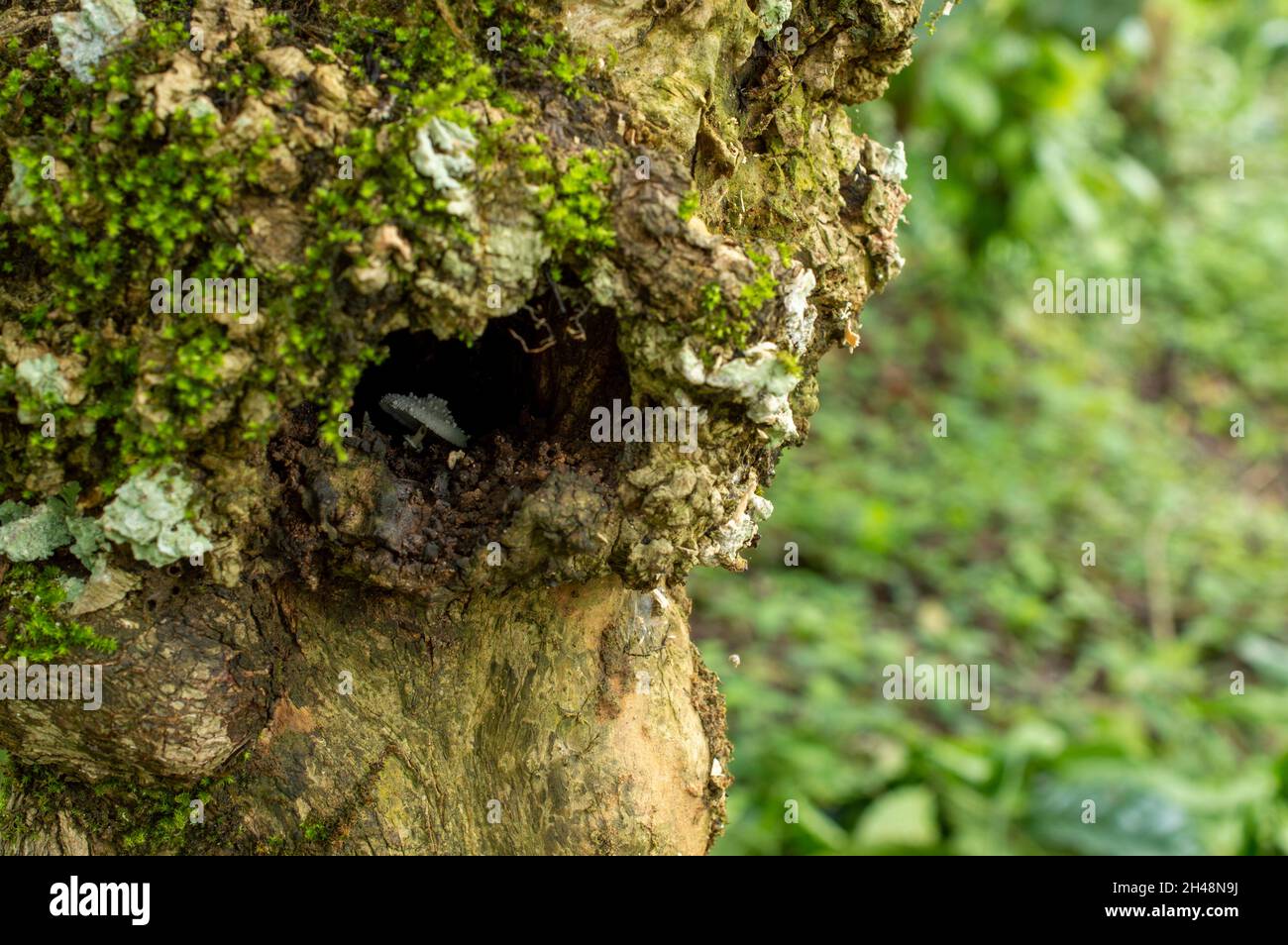 Il cappuccio a ombrello di un fungo è noto come pileus. Il pileus è una caratteristica degli organismi fungini come l'agarica, alcuni polipori Foto Stock