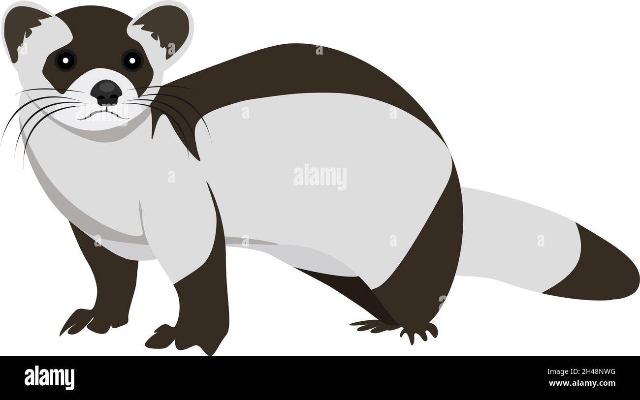 Animale Ferret, illustrazione, vettore su sfondo bianco. Illustrazione Vettoriale