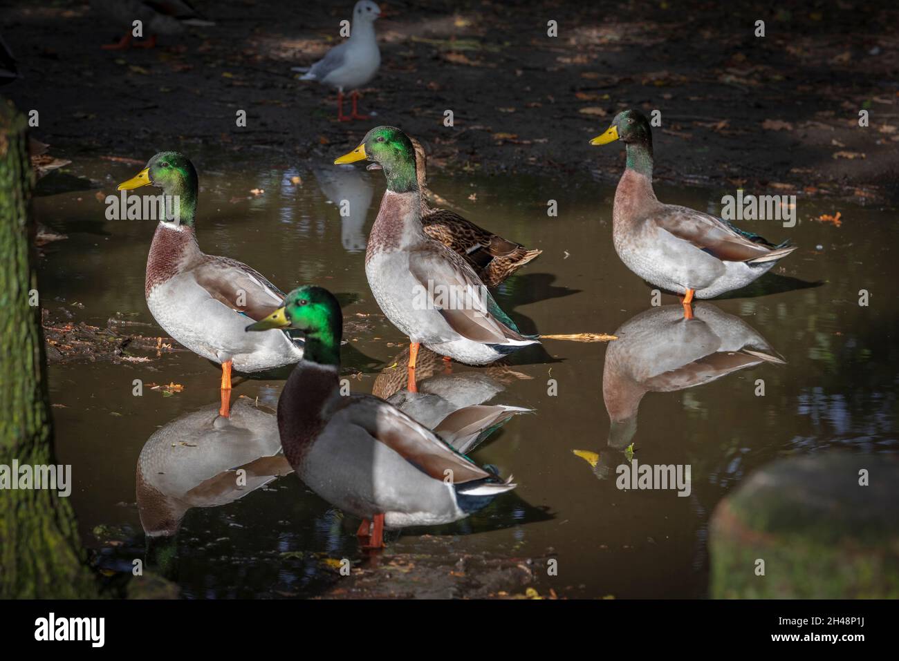 Una fila di tre anatre di mallardo. Tutte le vostre anatre in una fila.. Foto Stock