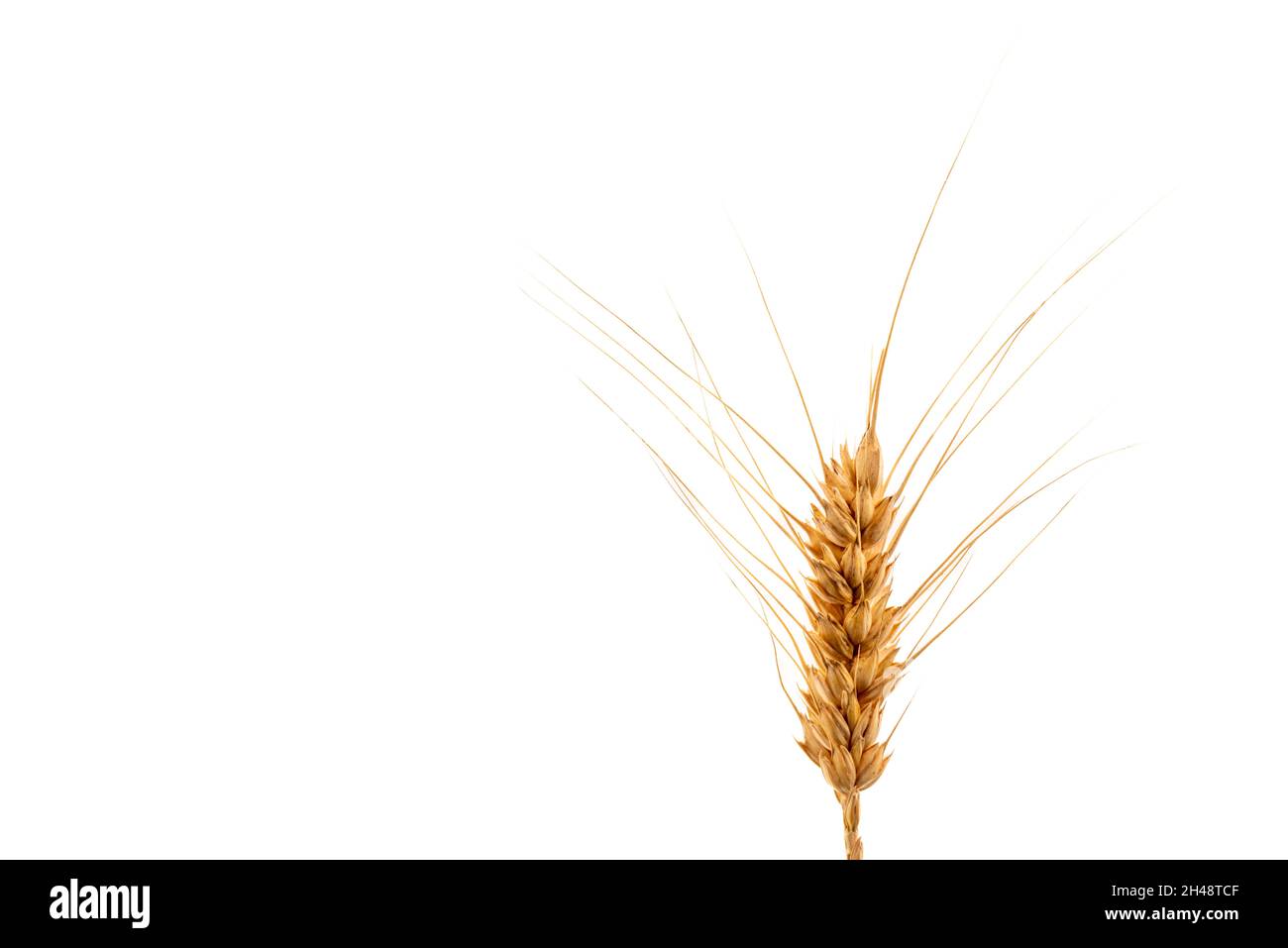 Orecchio di grano isolato su sfondo bianco, disegno grafico per illustrazioni, etichetta, saluto. Spazio di copia Foto Stock