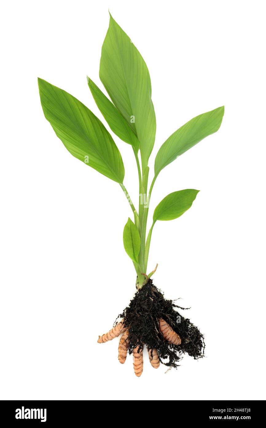 Pianta di erbe curmeriche fresche con foglie e radici nel suolo. Utilizzato in condimento alimentare e medicina naturale a base di erbe. È antinfiammatorio, e un antiossidante. Foto Stock
